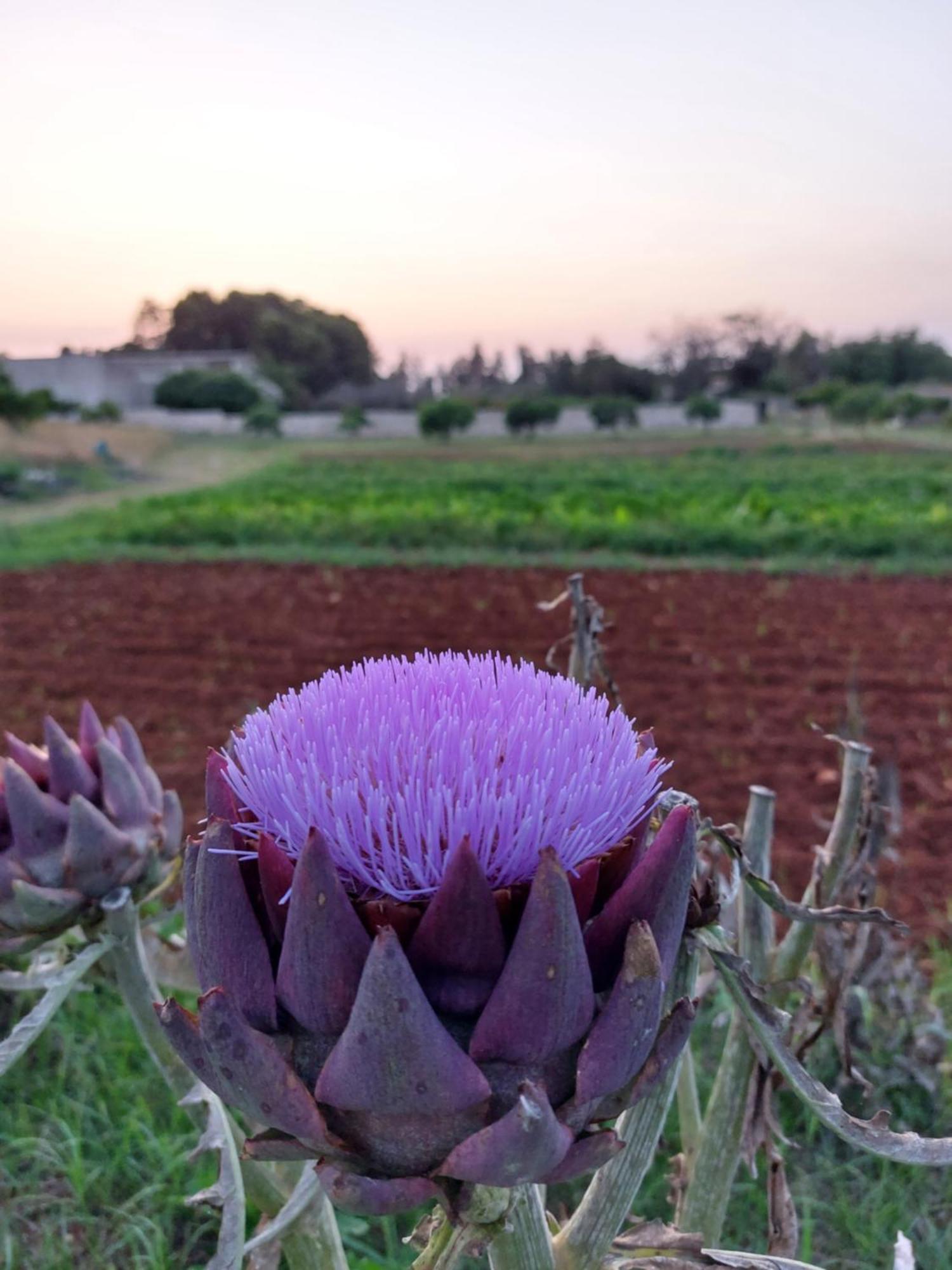 Masseria San Cosimo Carpignano Salentino Eksteriør bilde